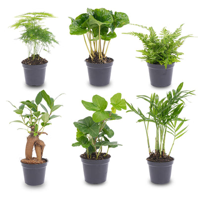 Planten set groen – 6 kleine kamerplanten in potmaat 6 cm – Planttoday