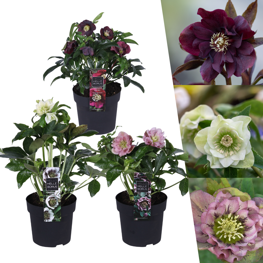 Set van 3 Helleborus Orientalis – bijzondere kerstroos met winterbloeiende bloemen in diverse kleuren, compact en onderhoudsvriendelijk, ideaal voor herfst- en wintertuin.