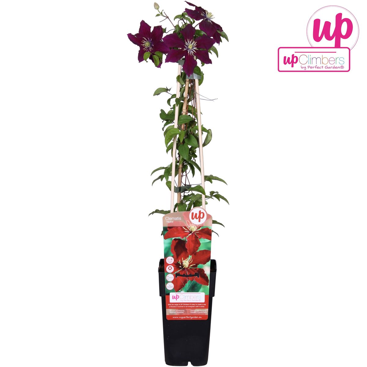 Grootbloemige rode clematis voor schutting of pergola