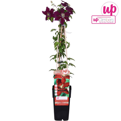 Grootbloemige rode clematis voor schutting of pergola