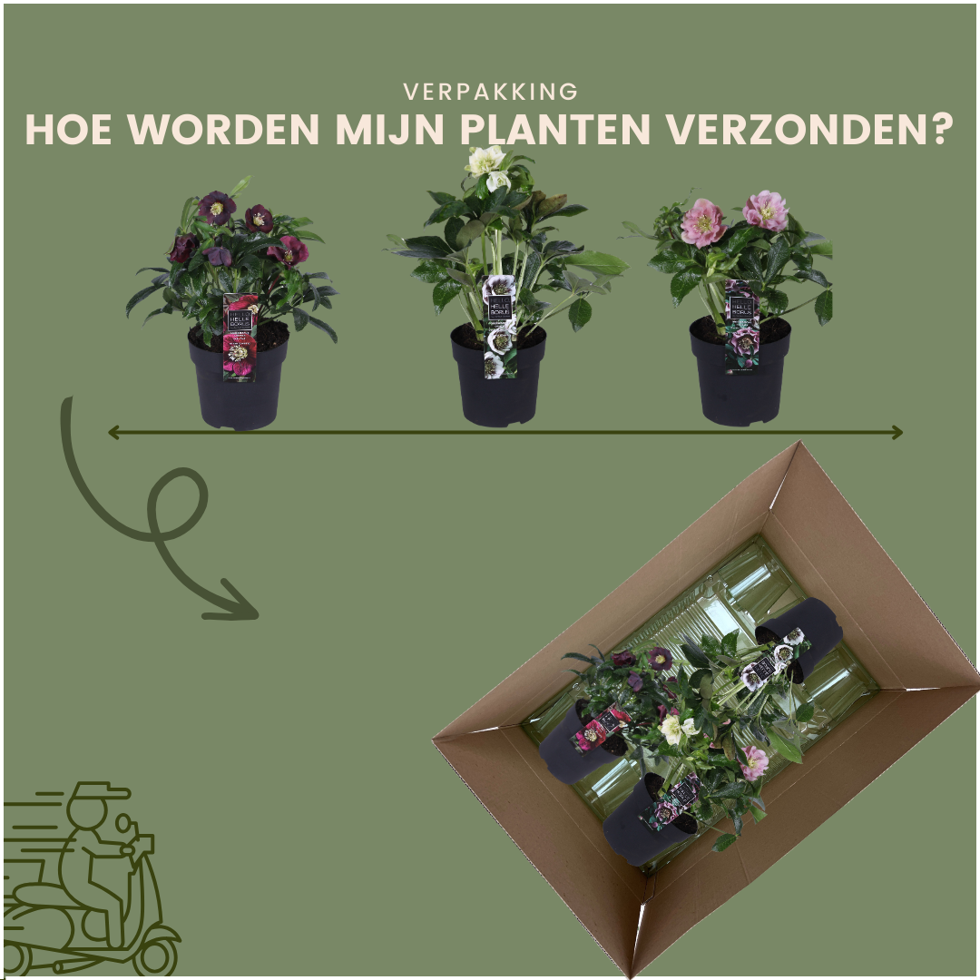 Set van 3 Helleborus Orientalis – bijzondere kerstroos met winterbloeiende bloemen in diverse kleuren, compact en onderhoudsvriendelijk, ideaal voor herfst- en wintertuin.
