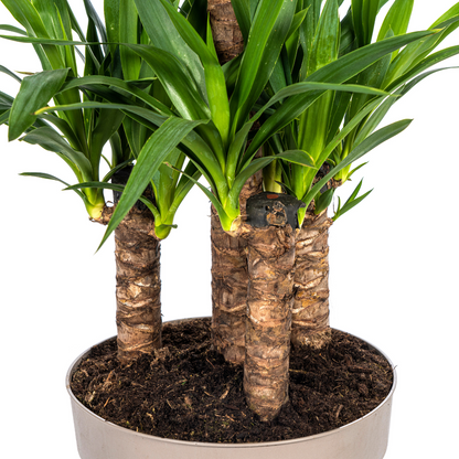 Yucca Elephantipes – kamerplant met stevige stelen en lange donkergroene zwaardvormige bladeren – hoogte 90–110cm