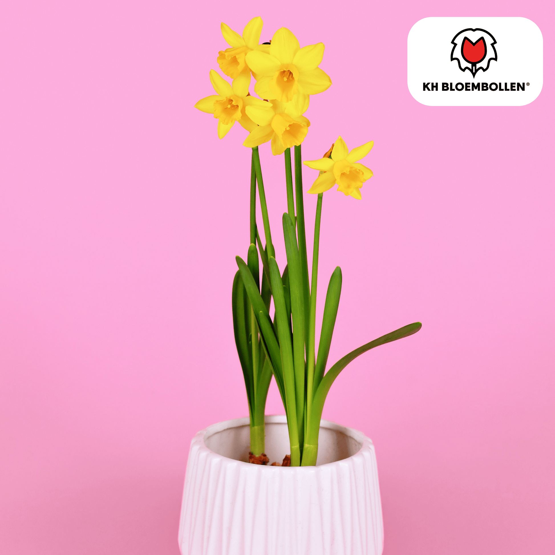 Narcis Tête à Tête – 25 bloembollen mini-narcissen met heldergele bloemen – vroege voorjaarsbloeier voor tuin, balkon of potten.