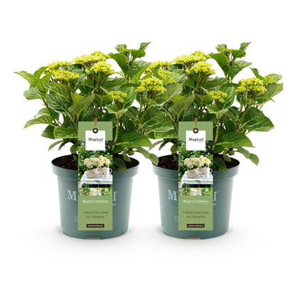 Hortensia - Hydrangea Magical Nobless - Wit - 6-10 Bloemen - 2 Planten - Pot 23cm Hoogte 55cm