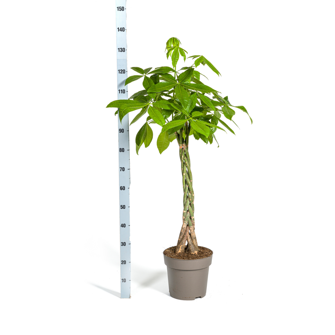 Pachira Aquatica geldboom Ø27cm ↕130-150cm met gevlochten stam en groene bladeren – tropische kamerplant