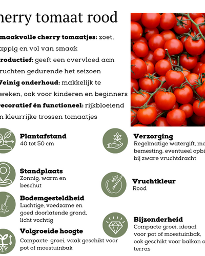 Plukgroente | Cherry tomaat | Tomatenplant