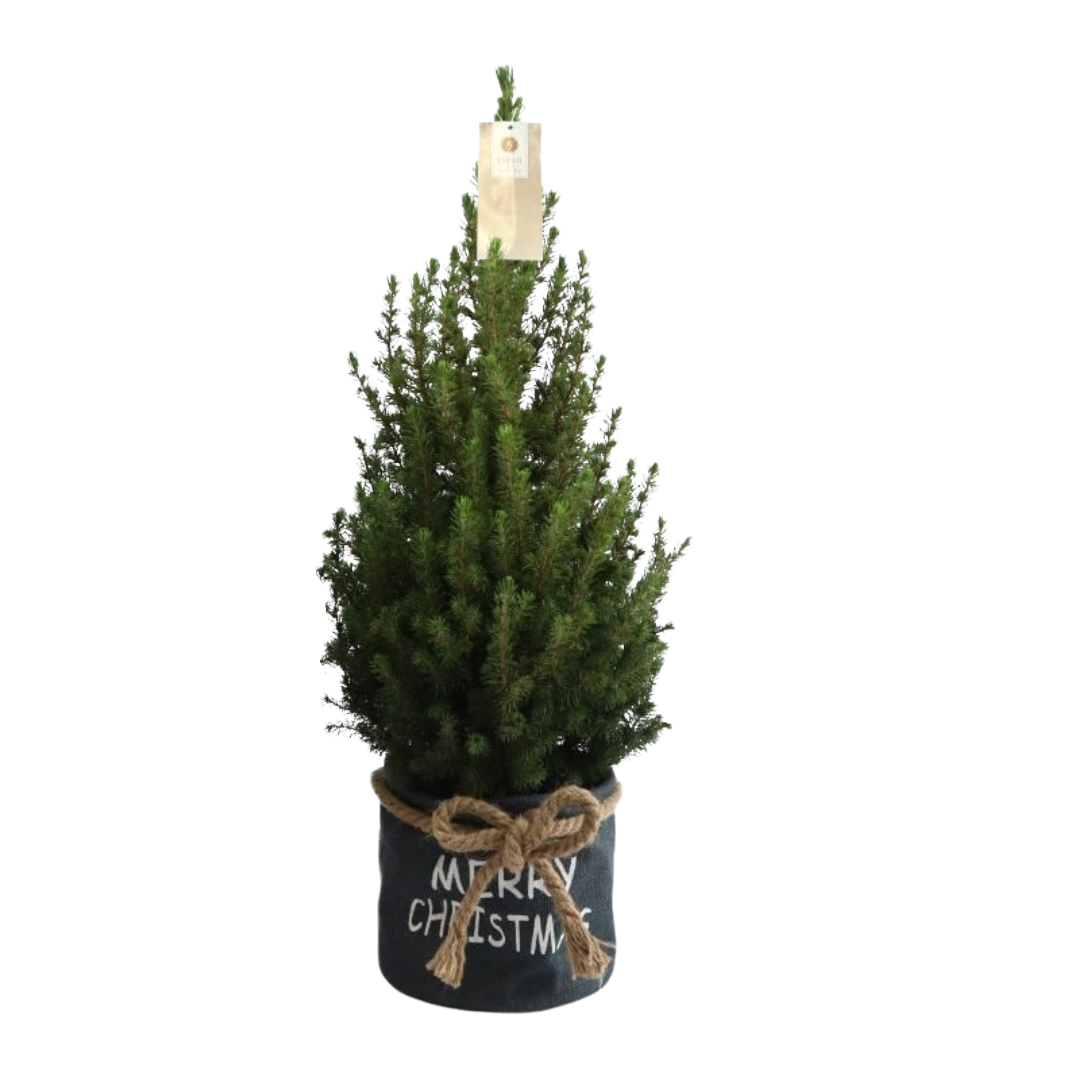 Kleine Kerstboom | Xmas Bag blauw | Picea Glauca Conica | Kerst