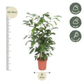 Caryota Mitis | Visgraatpalm | Grote Kamerplant