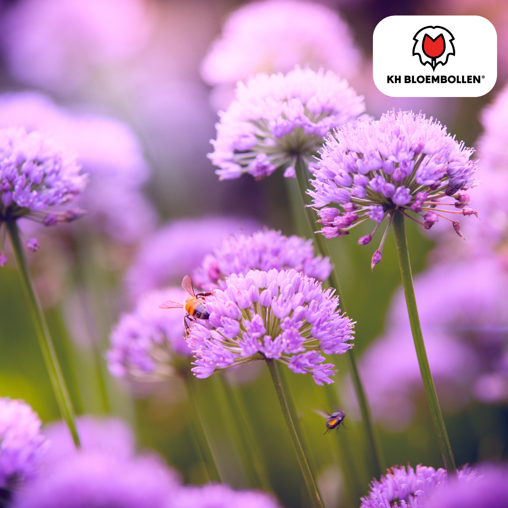 Allium carolinianum – sierui met lila-paarse bloemen, 15 bloembollen, bijenvriendelijk en winterhard