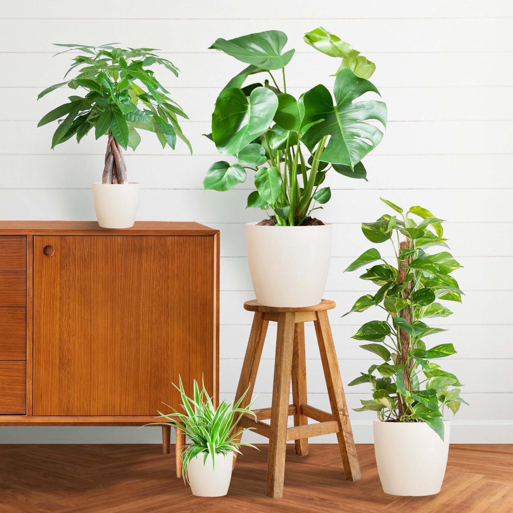 Makkelijke Plantenbox met 4 onderhoudsarme kamerplanten in witte, duurzame bioplastic potten met olifantengras – Chlorophytum, Pachira, Epipremnum Mosstok en Monstera