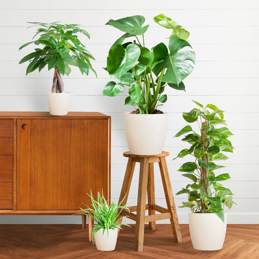 Makkelijke Plantenbox met 4 onderhoudsarme kamerplanten in witte, duurzame bioplastic potten met olifantengras – Chlorophytum, Pachira, Epipremnum Mosstok en Monstera