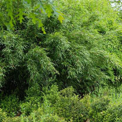 Bamboe Fargesia Red Dragon met rode stelen en groen blad – niet-woekerende, bladhoudende bamboe – geschikt voor haag, border en potten.