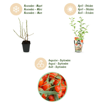 3x Fruitplanten | Goijbes |  Lycium Barbarum | Bio Fruit