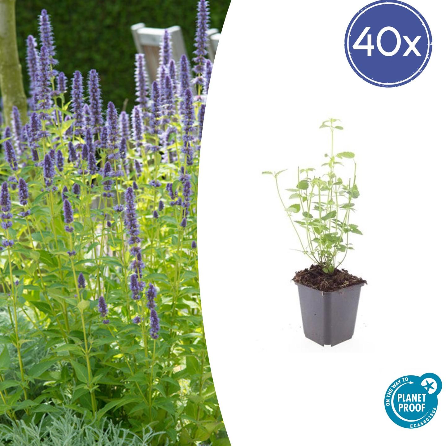 Hoe lang leeft een Agastache plant?
In de tuin is de Agastache foeniculum een mooie borderplant die zich flink kan uitzaaien. In het wild is dat ook belangrijk voor deze plant, want dropplanten leven van nature niet lang: meestal is het na 3 tot 5 jaar wel afgelopen