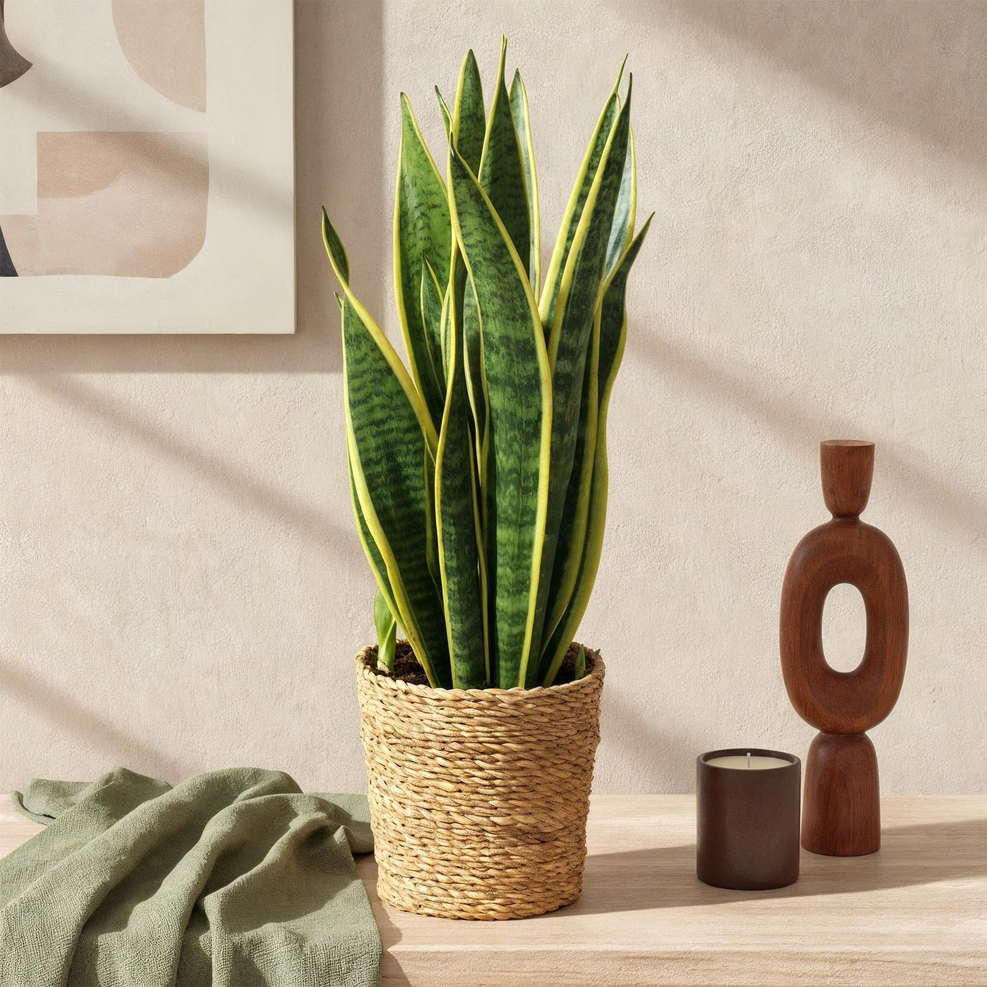 Twee sansevieria Laurentii met groen-gele bladeren voor binnen