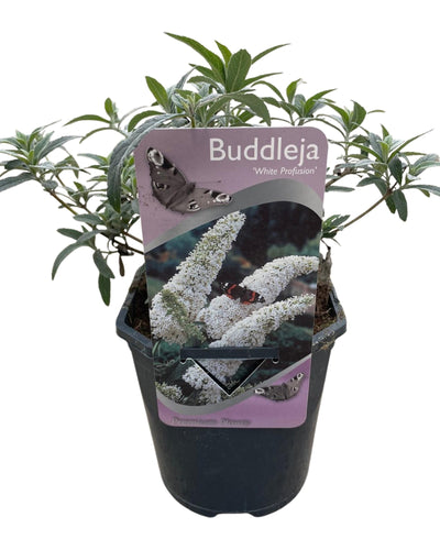 Buddleja davidii 'White Profusion' is een vlinderstruik met zuiver witte bloemen. De bloempluimen zijn bijzonder lang en stevig. Deze Vlinderstruik is de meeste grootbloemige witte cultivar. Van alle vlinderplanten lokt de vlinderstruik de meeste vlinders.