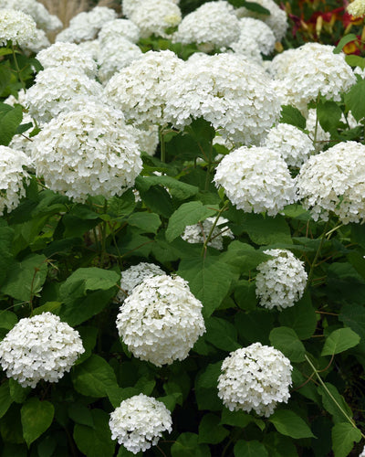 3x Tuinplant | Hydrangea arborescens Annabelle | Pluimhortensia | Wit
