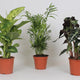 Binnenplanten Verrassingspakket | Mix | Kamerplant | 3x