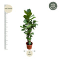 De Ficus Lyrata, ook wel bekend als de Vioolbladplant, is een populaire kamerplant die dankzij zijn grote, glanzende bladeren een echte blikvanger is in elk interieur. Het opvallende blad, dat lijkt op de vorm van een viool, maakt deze plant uniek en aantrekkelijk voor iedere interieur.