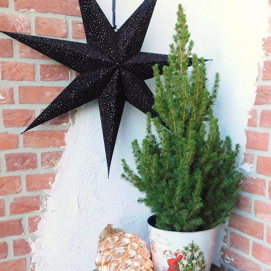 Kleine kerstboom Picea Glauca Conica van ca. 70 cm in pot Ø19 cm ideaal als mini kerstboom voor binnen, balkon of terras