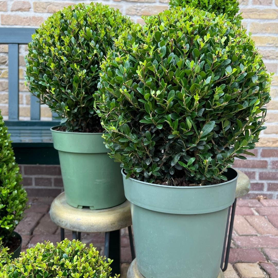 Set van 2 Ilex crenata ‘Jenny’ bollen – donkergroen, compact, wintergroen buxusalternatief