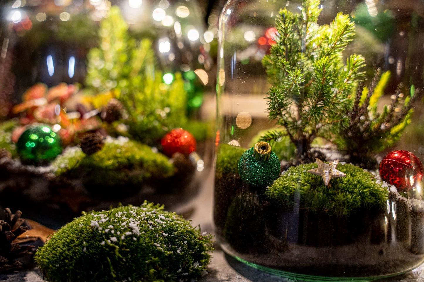 Kerst terrarium met groene planten en winterdecoratie . Bij Planttoday