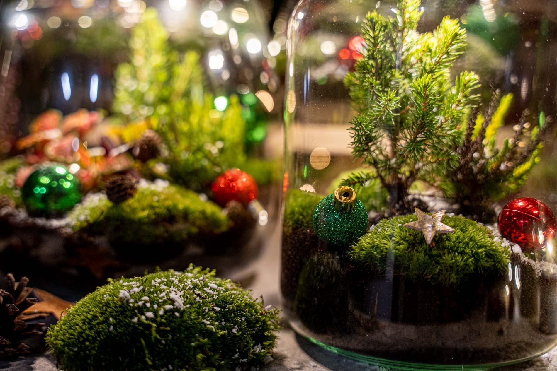 Kerst terrarium met groene planten en winterdecoratie . Bij Planttoday