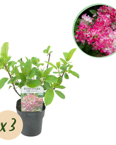 Pluimhortensia Hydrangea Pink Diamond 3 planten, witte tot roze bloemtrossen, bladverliezende tuinplant voor border en tuin