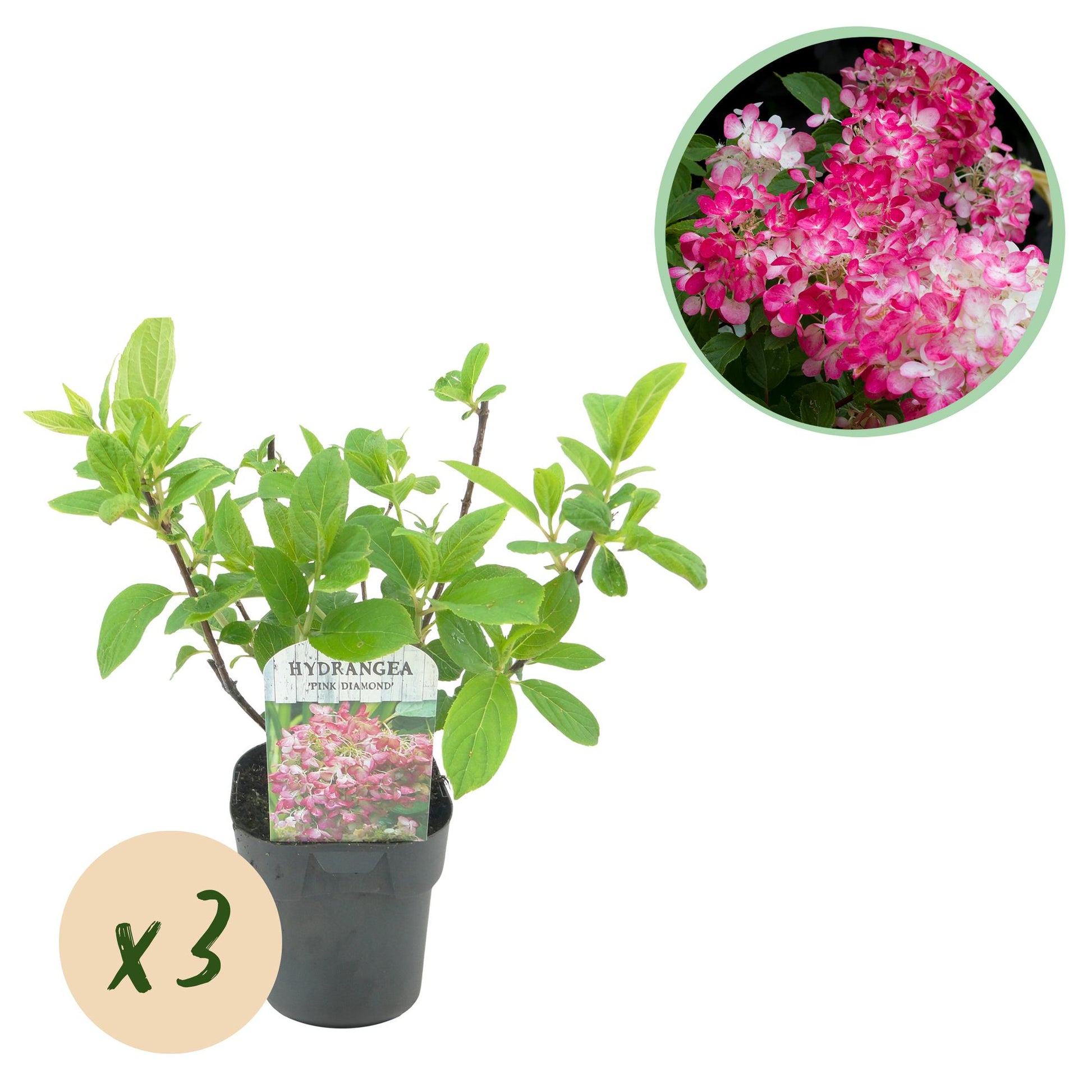 Pluimhortensia Hydrangea Pink Diamond 3 planten, witte tot roze bloemtrossen, bladverliezende tuinplant voor border en tuin