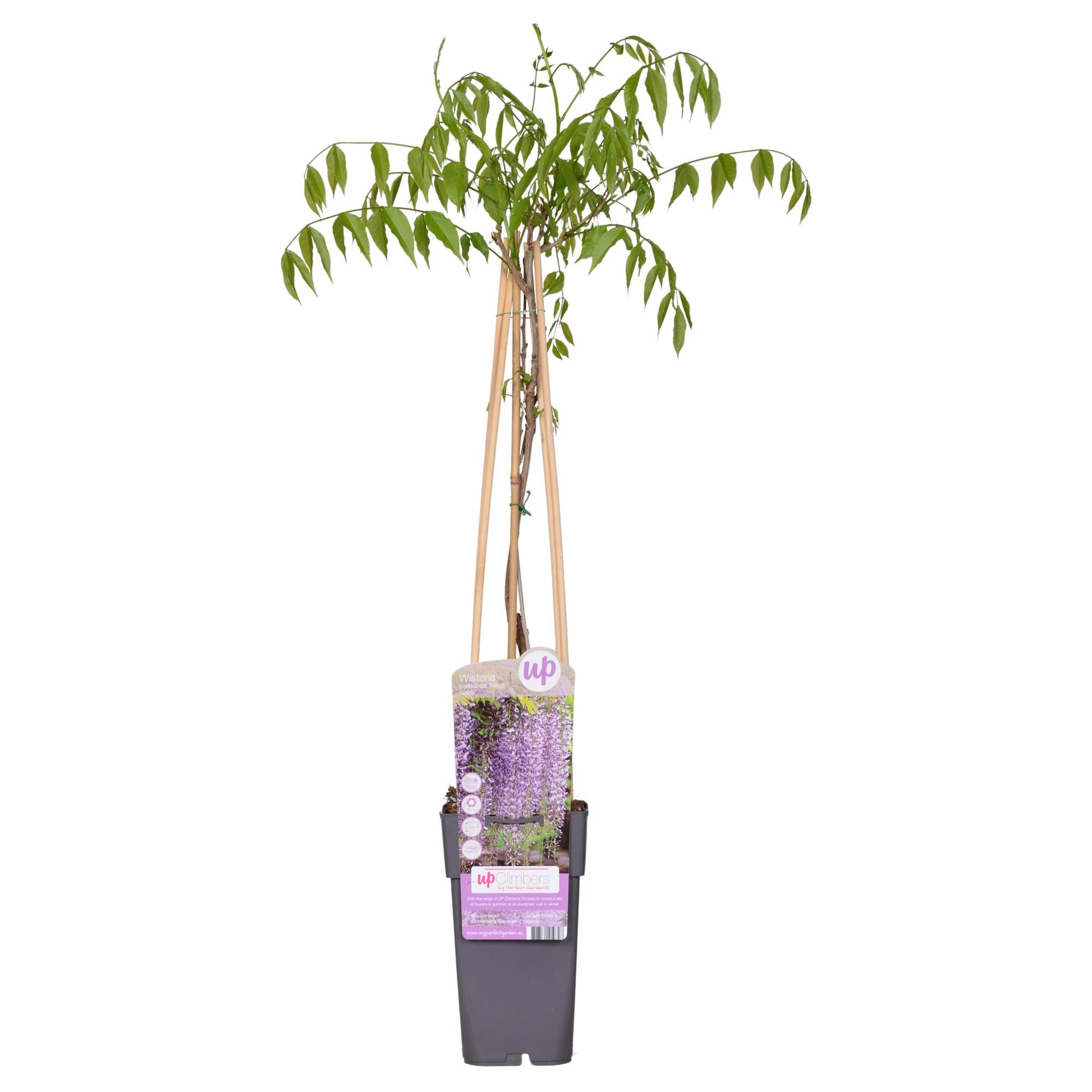 Wisteria floribunda ‘Naga Noda’ klimplant met dubbele donkerpaars-blauwe bloemtrossen, Ø15 cm pot, hoogte 65 cm, bloeit mei-juni