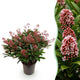 1x - Patio plant - Skimmia japonica Rubella - Red flower - 40+ flowers - 1 plant - Winter hardy - Pot 19cm Height 60cm