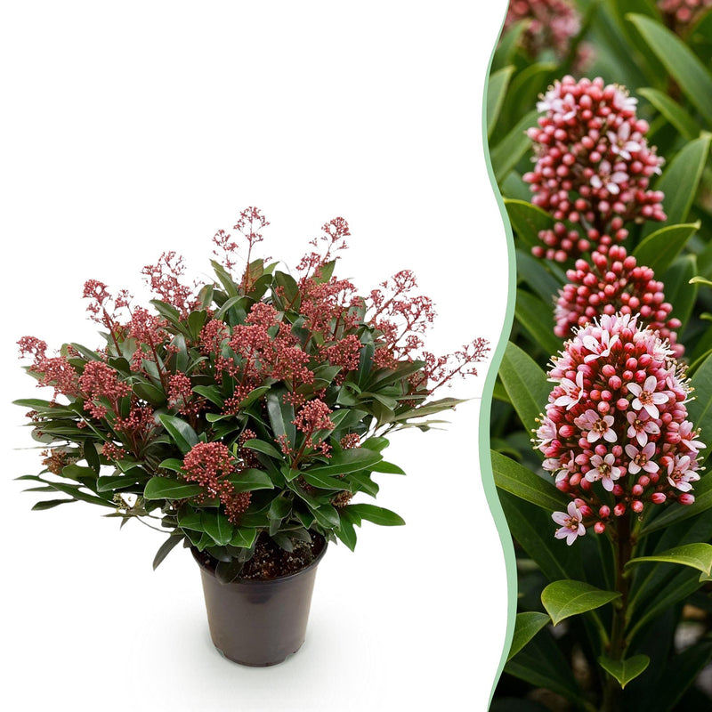 1x - Patio plant - Skimmia japonica Rubella - Red flower - 40+ flowers - 1 plant - Winter hardy - Pot 19cm Height 60cm