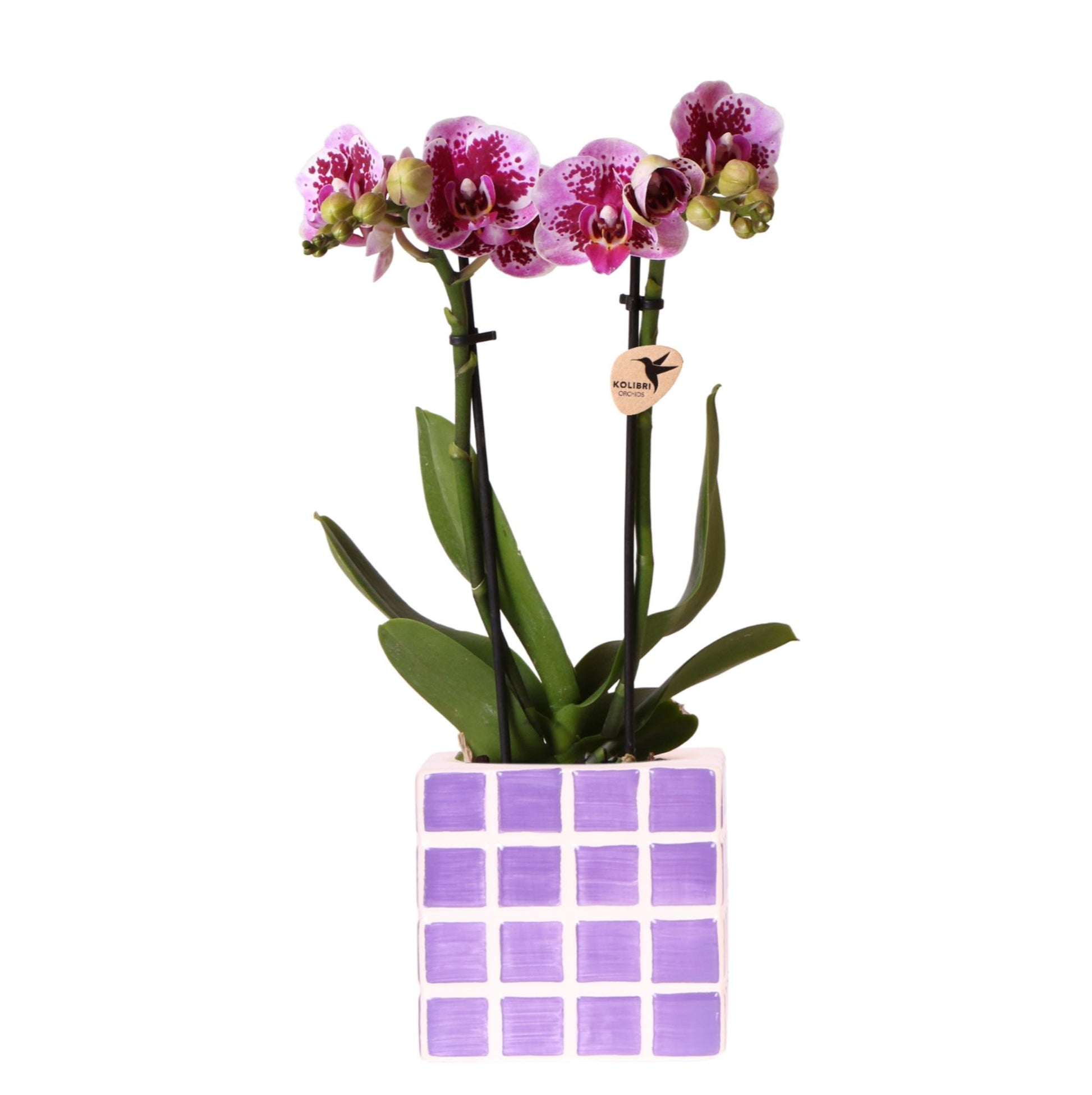 Bloeiende orchidee met paarse vlekken in speelse lila sierpot – kamerplant Ø9 cm