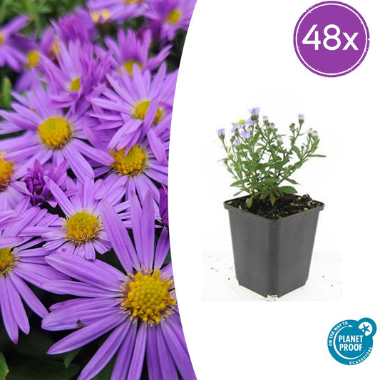 Aster (D) Prof. Anton Kippenberg – paarse herfstaster in bloei – potmaat 9 cm"