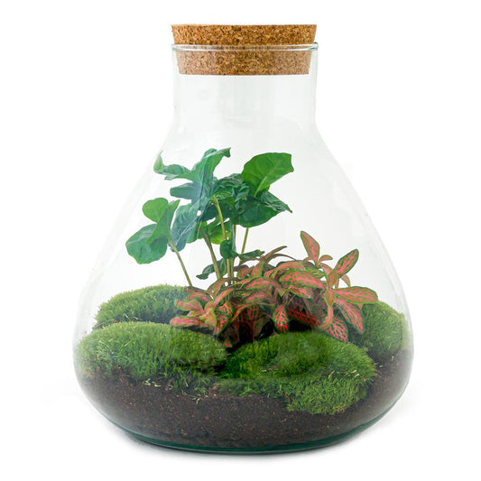 "DIY terrarium met Coffea Arabica en Fittonia – Glazen pot met kurk – Hoogte 26 cm"