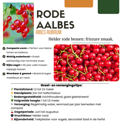 Set van 6 Biologische Kruisbessenplanten – 13 cm Pot – 20 cm Hoog – Heerlijke Bessen uit Eigen Tuin