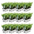 llex crenata 'Jenny' Mix | Buitenplant | Japanse hulst – 6 soorten - Planttoday