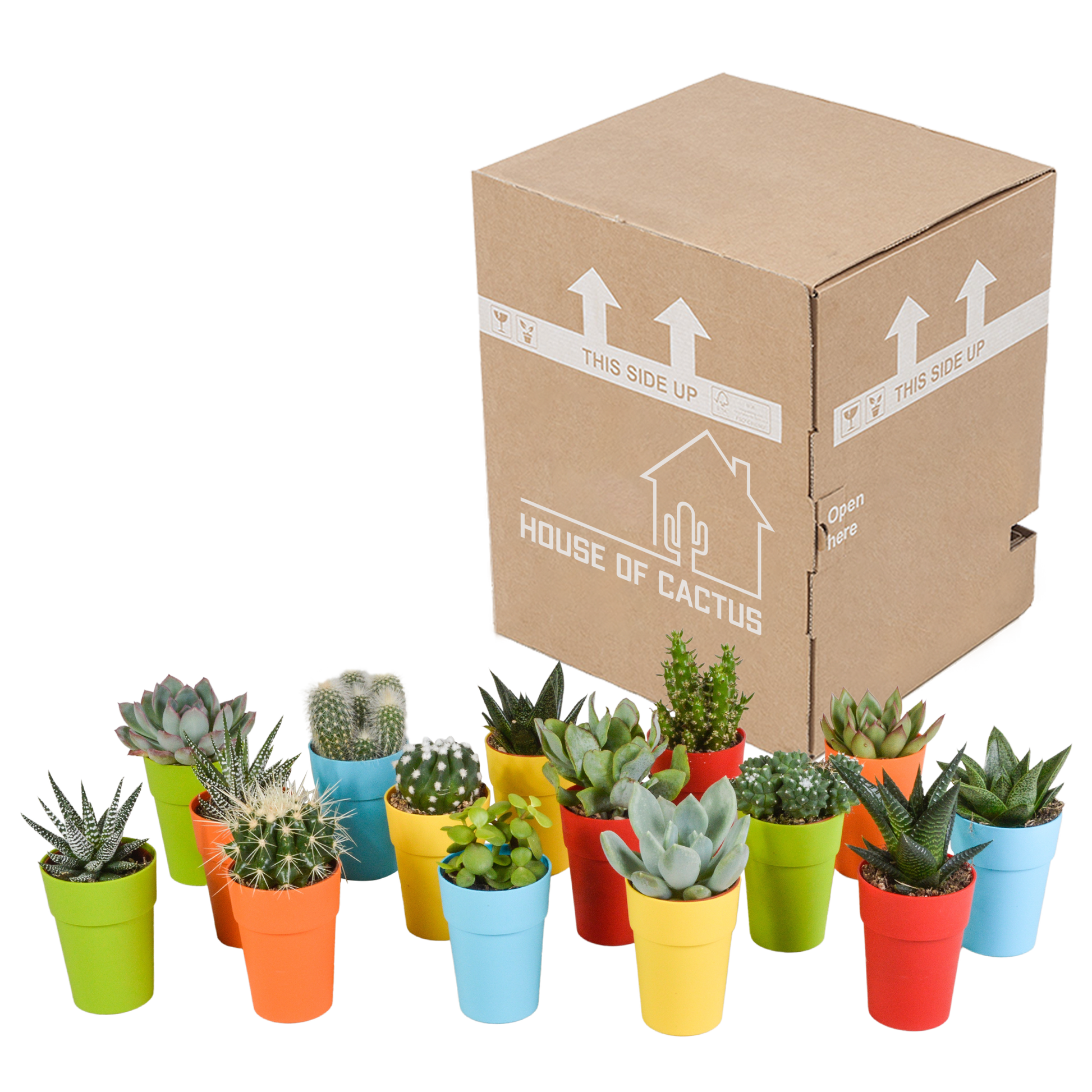 Mix van 15 cactussen en vetplanten in gekleurde plasticpotten – variatie in vorm, hoogte en kleur.