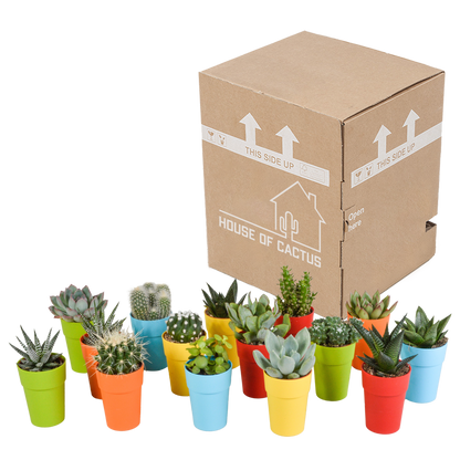 Mix van 15 cactussen en vetplanten in gekleurde plasticpotten – variatie in vorm, hoogte en kleur.