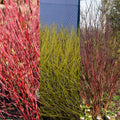 Heester met rode en paarse takken voor wintertuin