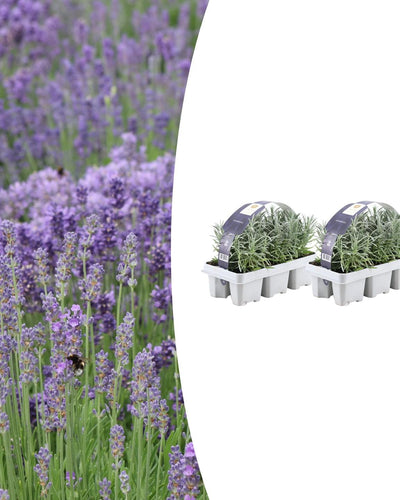 Pack Lavendel angustifolia - Ø7 cm - ↕15 cm - Planttoday