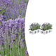 Pack Lavendel angustifolia - Ø7 cm - ↕15 cm