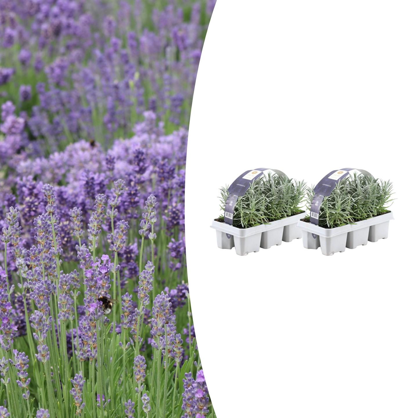 Pack Lavendel angustifolia - Ø7 cm - ↕15 cm