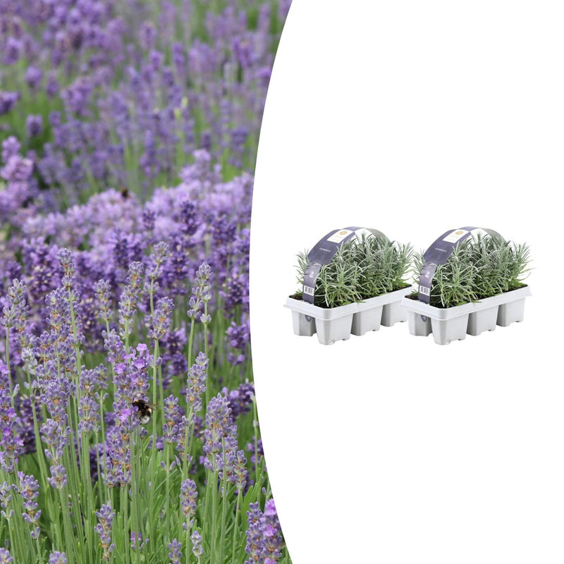 Pack Lavendel angustifolia - Ø7 cm - ↕15 cm - Planttoday