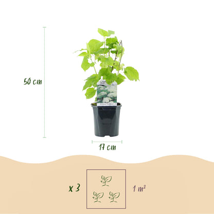 Pluim Hortensia - Hydrangea arborescens Annabelle - Bloem Wit  - Grote Bloemen - Pot 17cm Hoogte 50cm