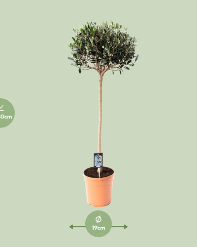 Olijf Olea | Tuin of Terrasplant