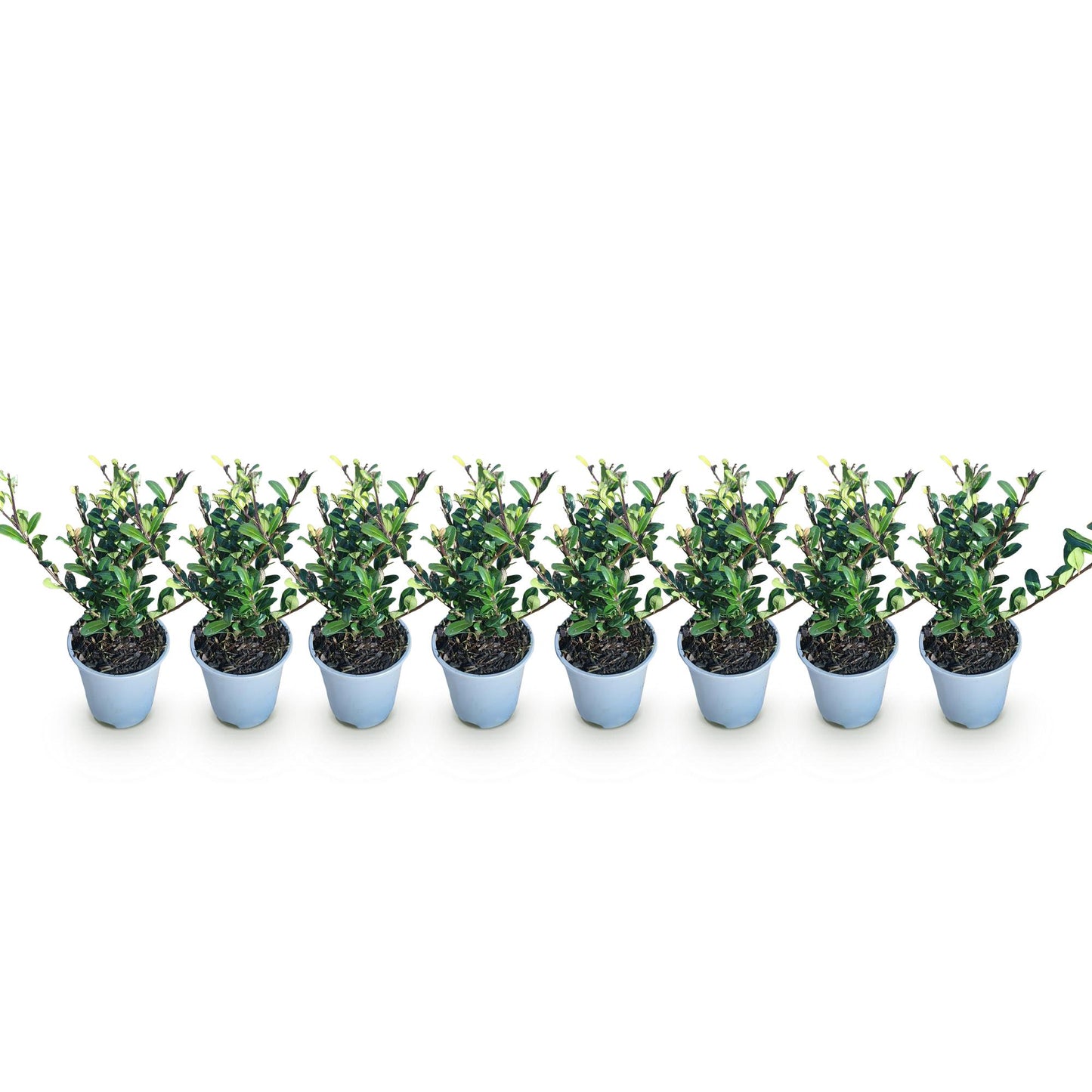 8 x | Ilex crenata Caroline Upright | Blad Groen |Groenblijvend