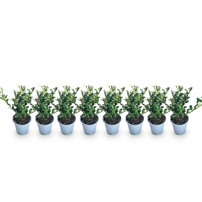 8 x | Ilex crenata Caroline Upright | Blad Groen |Groenblijvend