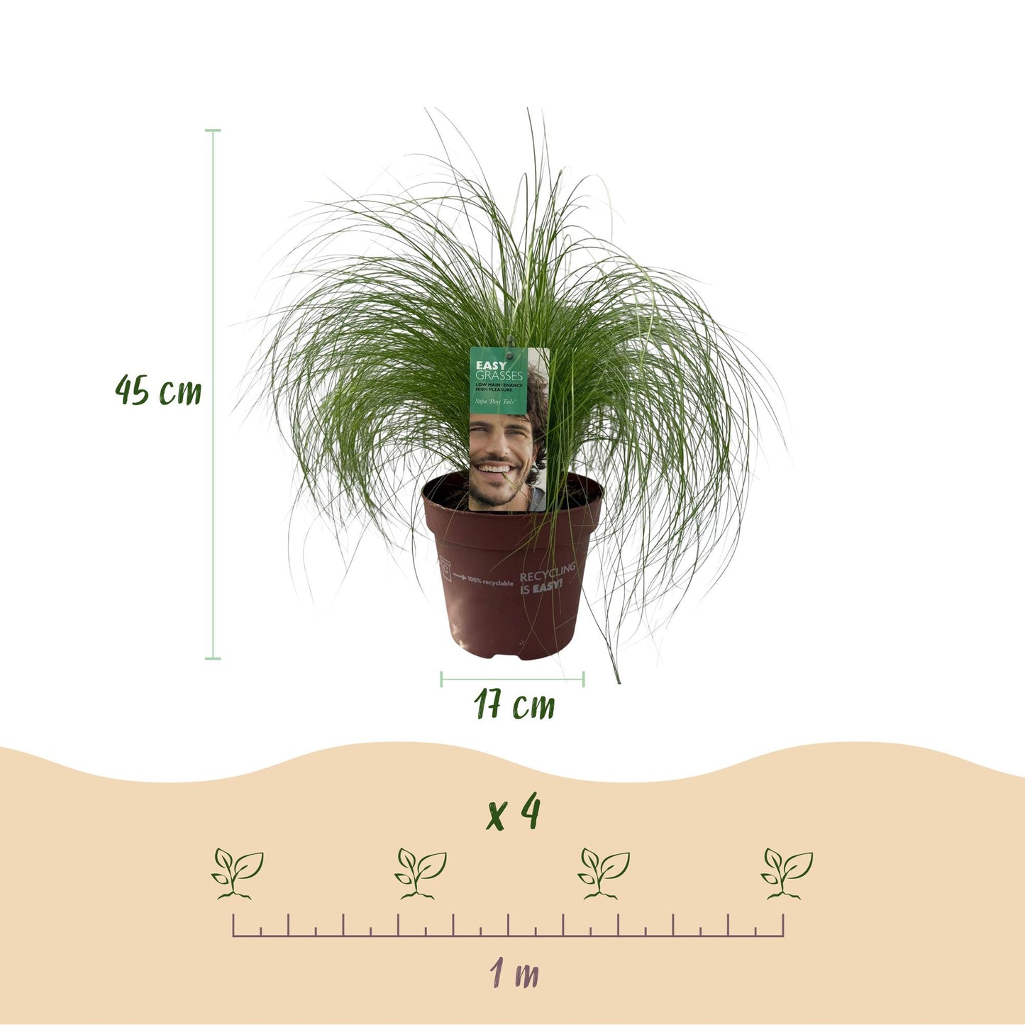 "Stipa tenuifolia ‘Pony Tails’ – siergras met fijne, golvende bladeren, set van 2 planten in pot Ø17cm, hoogte circa 50cm."