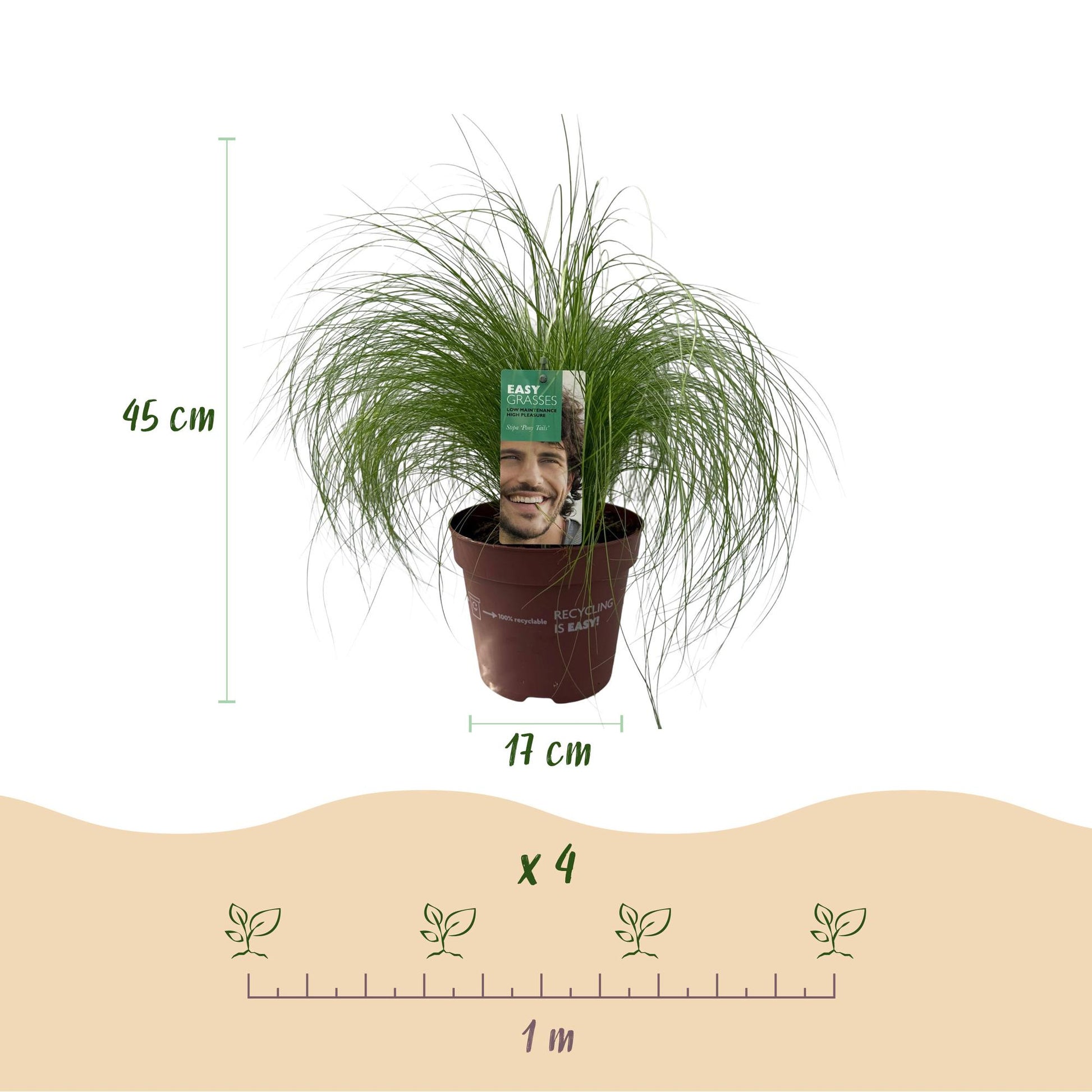 "Stipa tenuifolia ‘Pony Tails’ – siergras met fijne, golvende bladeren, set van 2 planten in pot Ø17cm, hoogte circa 50cm."